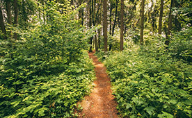 Nature gallery image